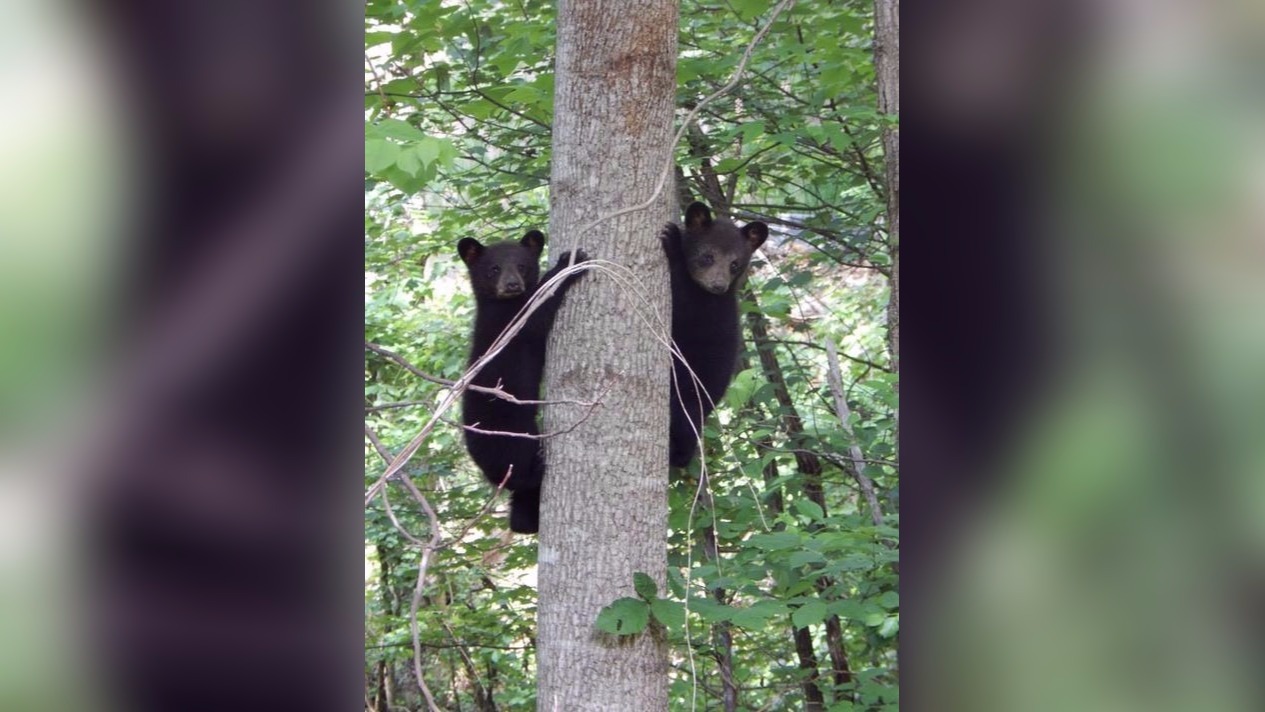 Bears on the move early in WNC